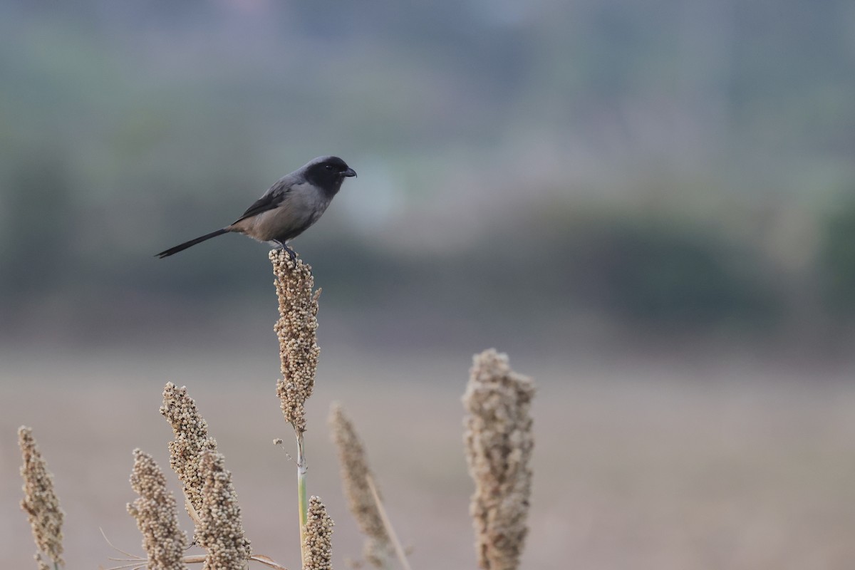 Long-tailed Shrike - ML646180625