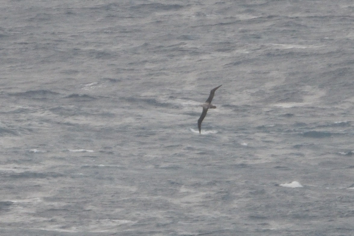 Snowy/Tristan/Antipodean Albatross - ML646180626