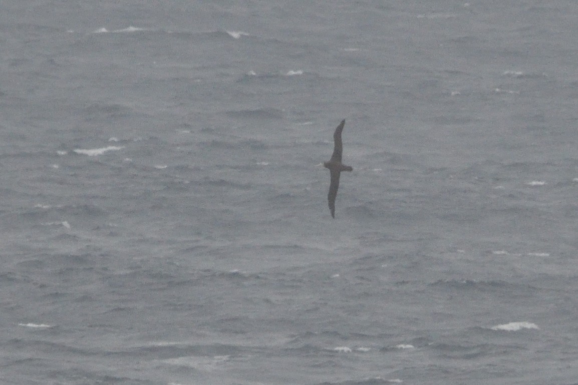 Snowy/Tristan/Antipodean Albatross - ML646180627