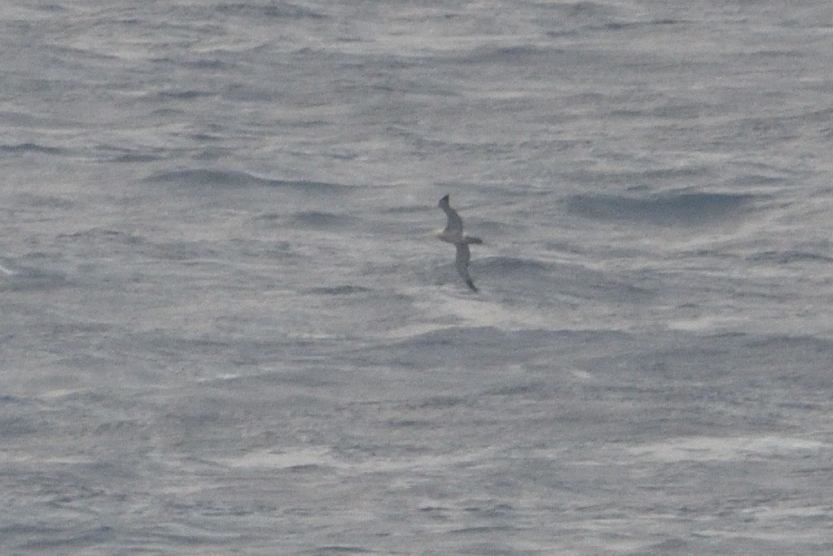 Snowy/Tristan/Antipodean Albatross - ML646180628