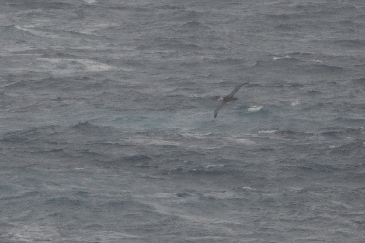 Snowy/Tristan/Antipodean Albatross - ML646180629