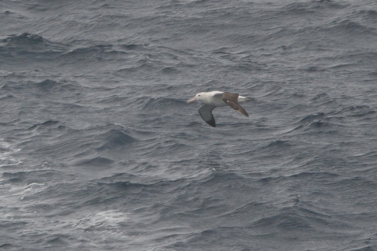 Snowy/Tristan/Antipodean Albatross - ML646180630