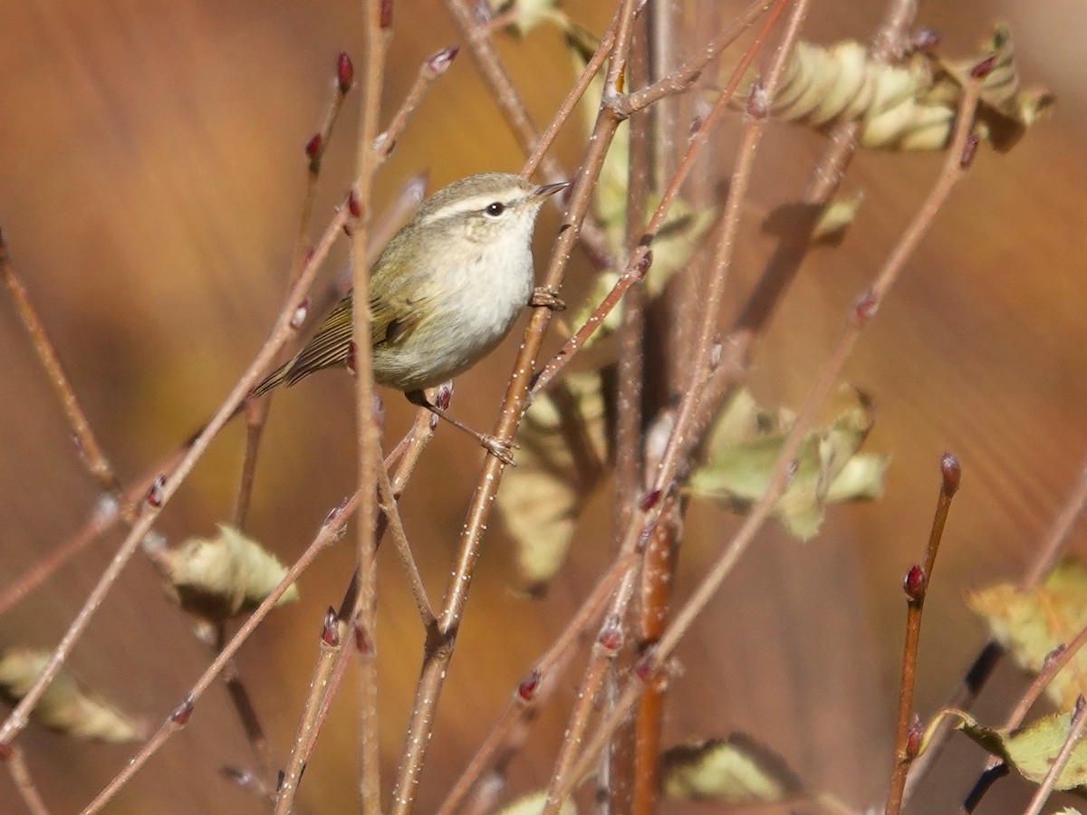 Greenish Warbler - ML646180631