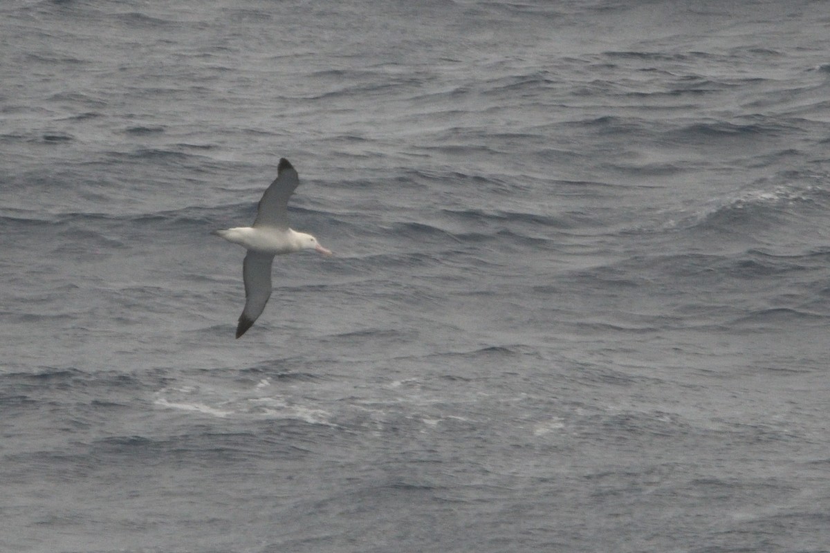 Snowy/Tristan/Antipodean Albatross - ML646180632
