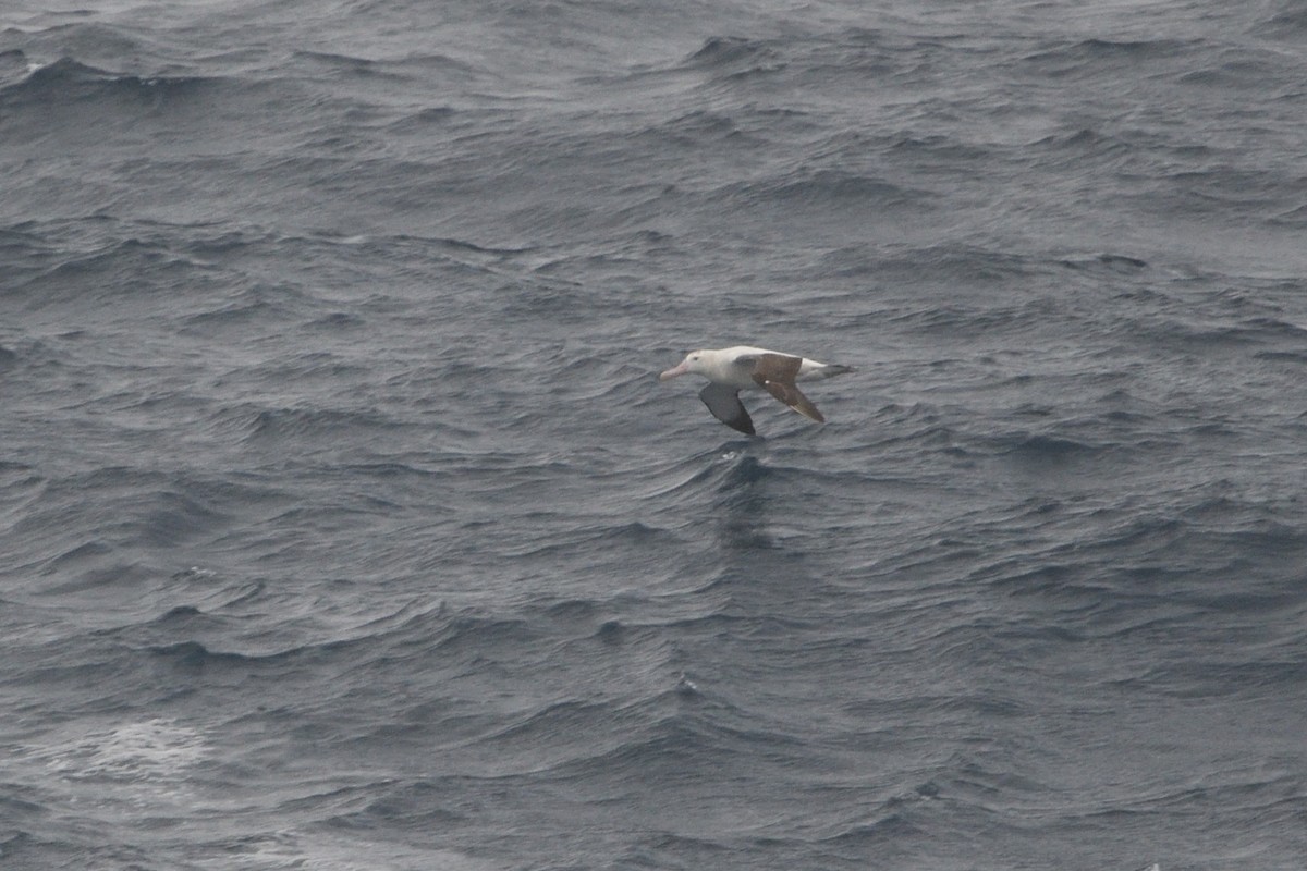 Snowy/Tristan/Antipodean Albatross - ML646180633