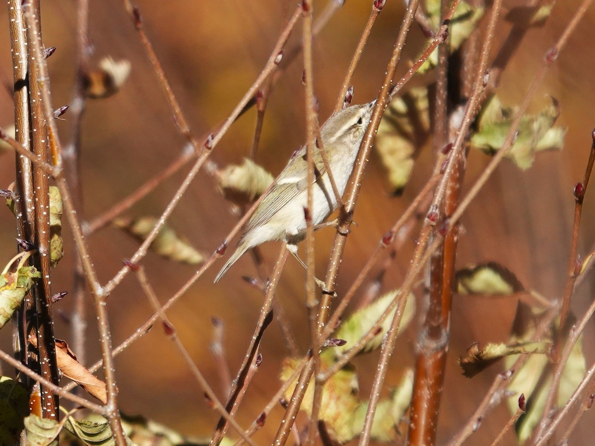 Greenish Warbler - ML646180634