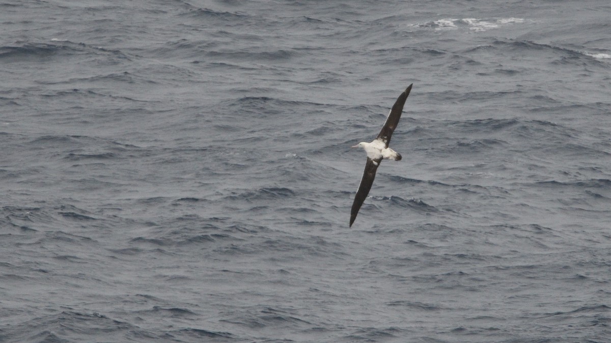 Snowy/Tristan/Antipodean Albatross - ML646180635
