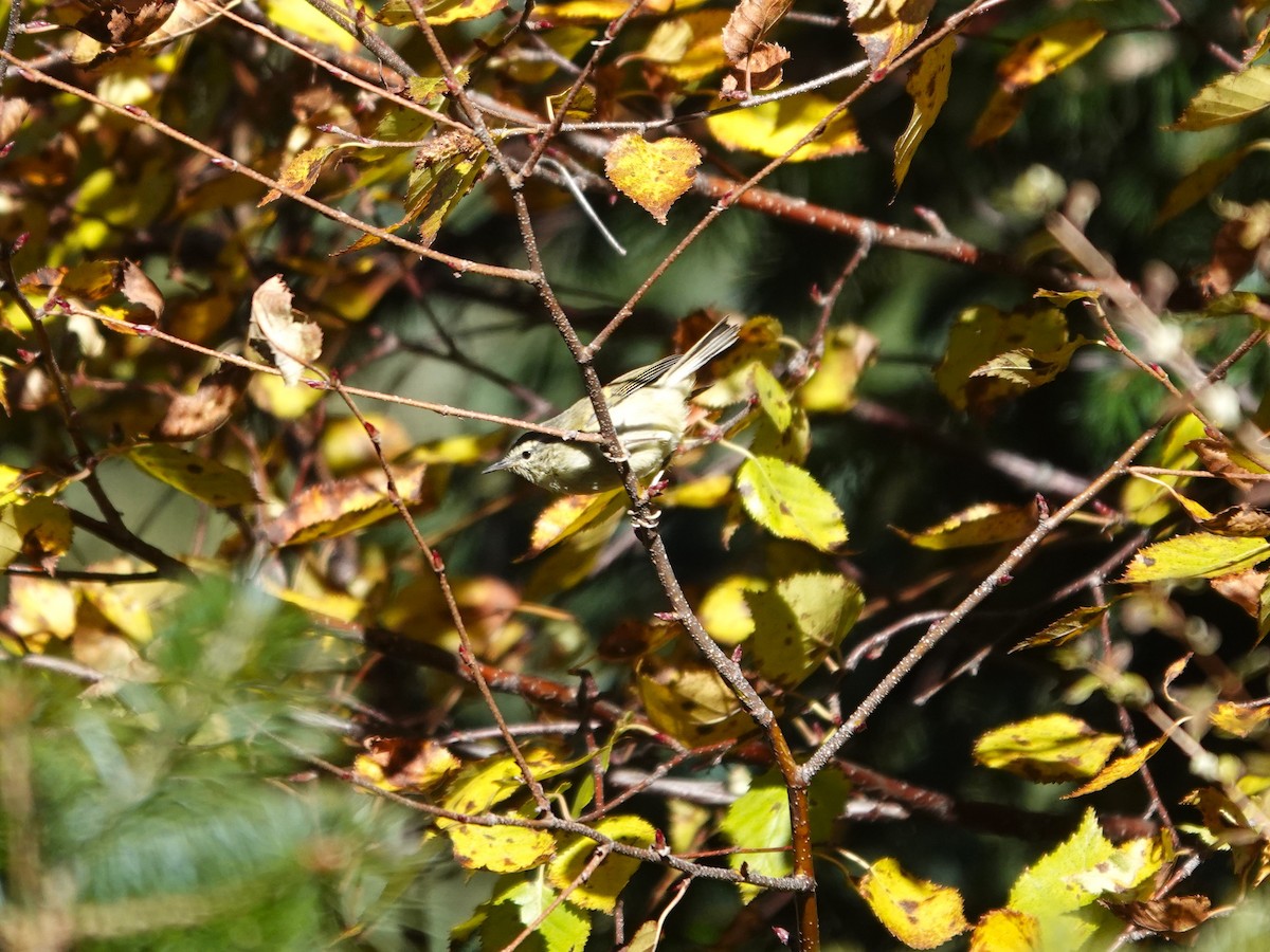 Greenish Warbler - ML646180636