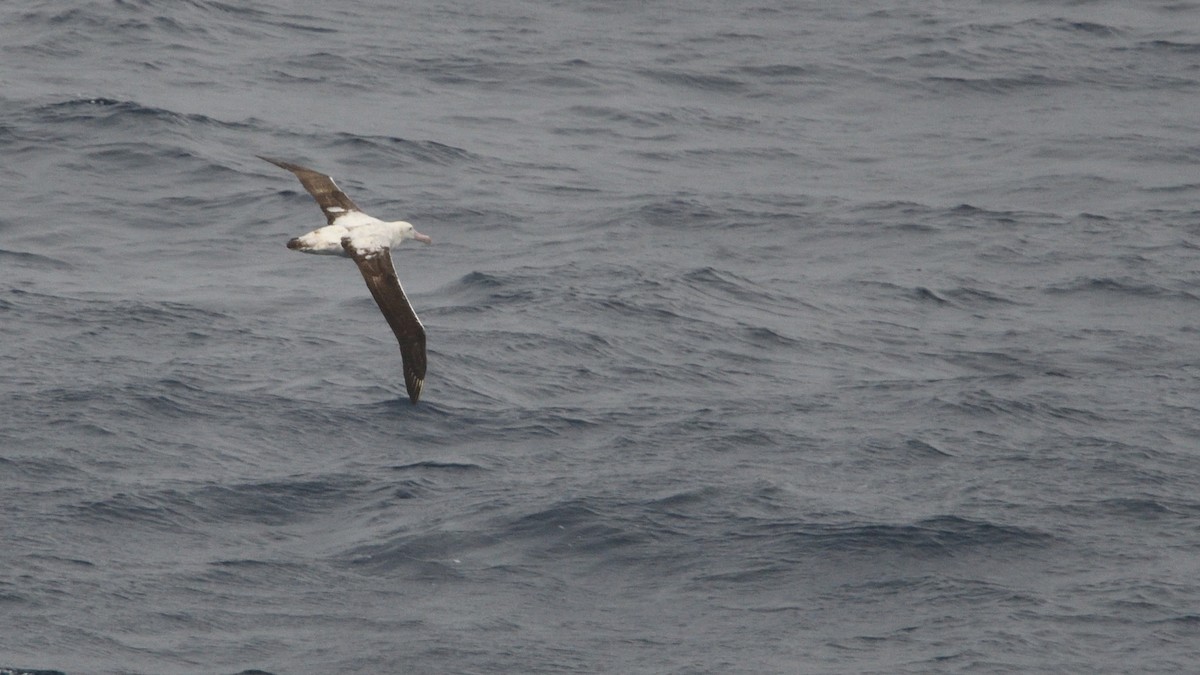 Snowy/Tristan/Antipodean Albatross - ML646180637
