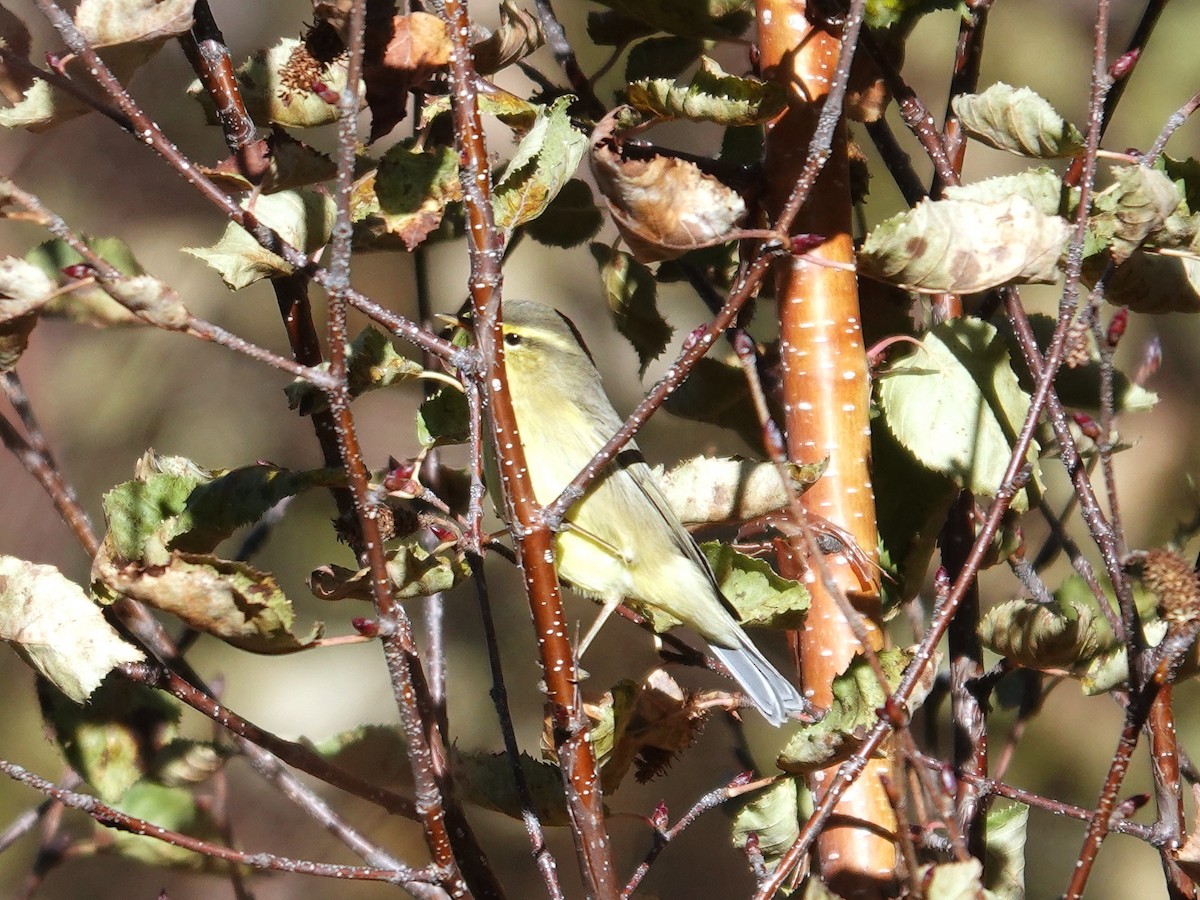 Greenish Warbler - ML646180638