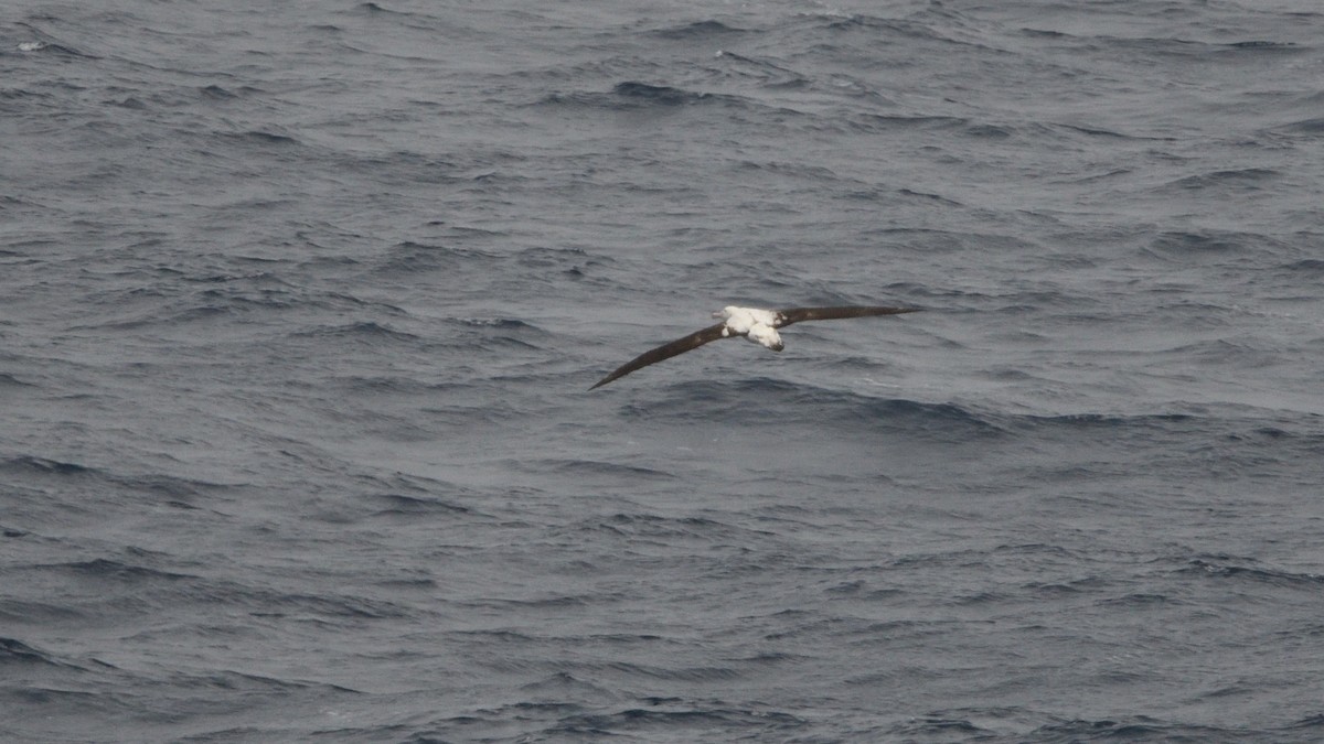 Snowy/Tristan/Antipodean Albatross - ML646180639