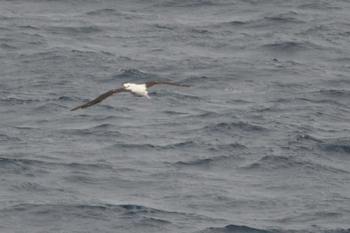 Snowy/Tristan/Antipodean Albatross - ML646180640