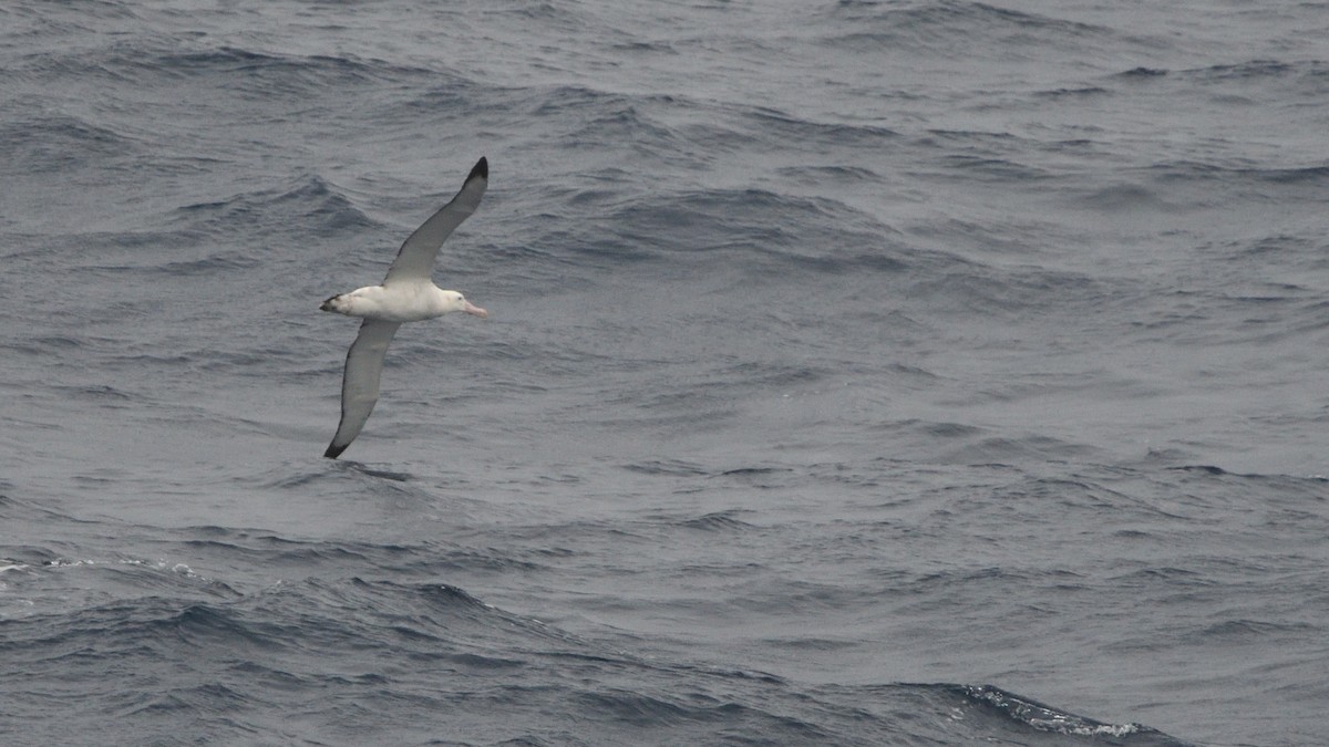 Snowy/Tristan/Antipodean Albatross - ML646180641