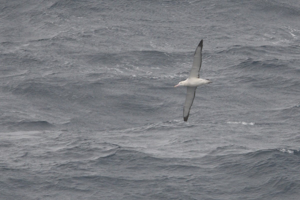 Snowy/Tristan/Antipodean Albatross - ML646180642