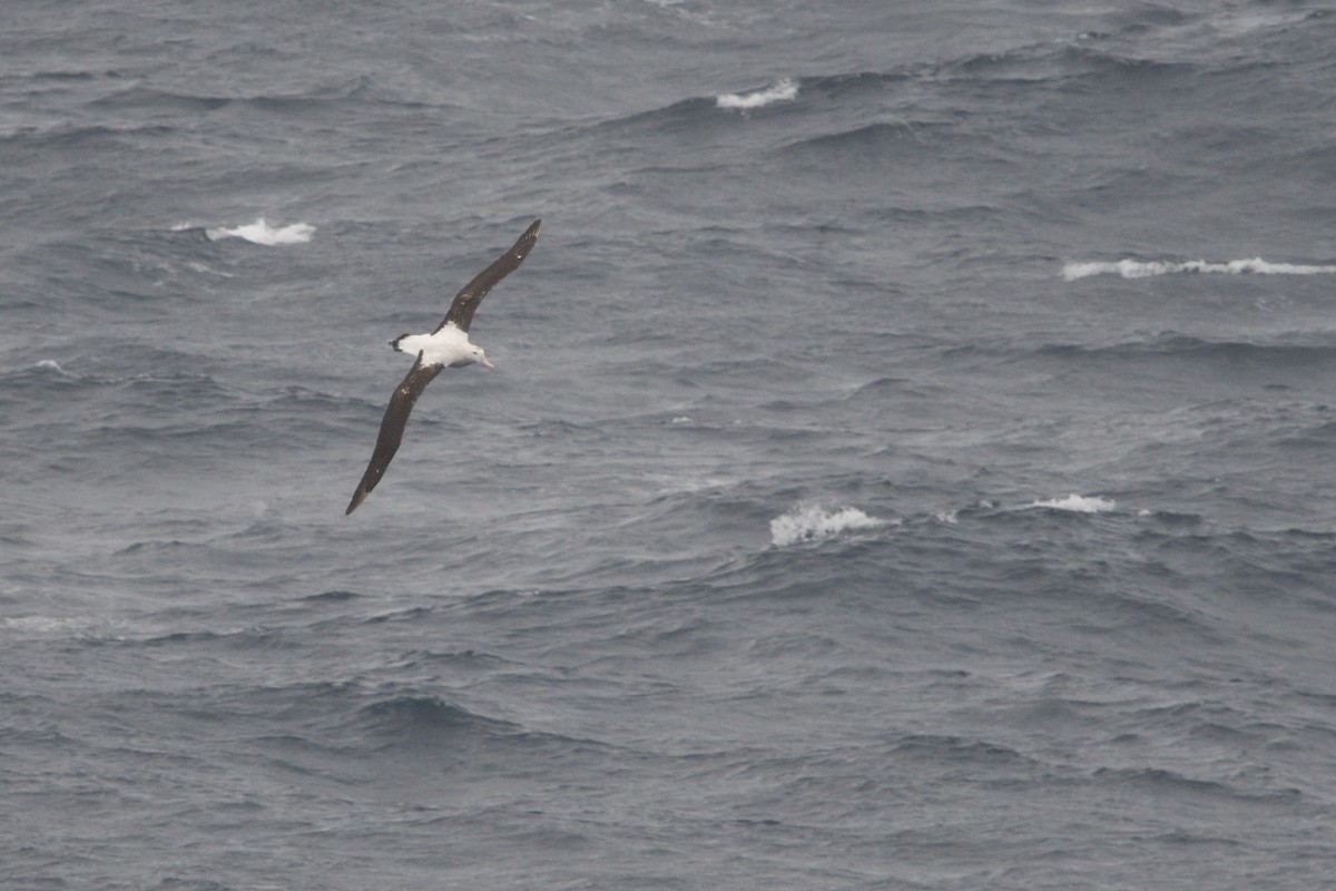 Snowy/Tristan/Antipodean Albatross - ML646180643
