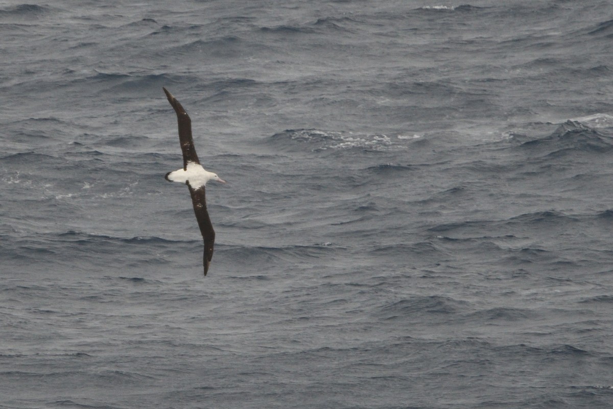 Snowy/Tristan/Antipodean Albatross - ML646180644