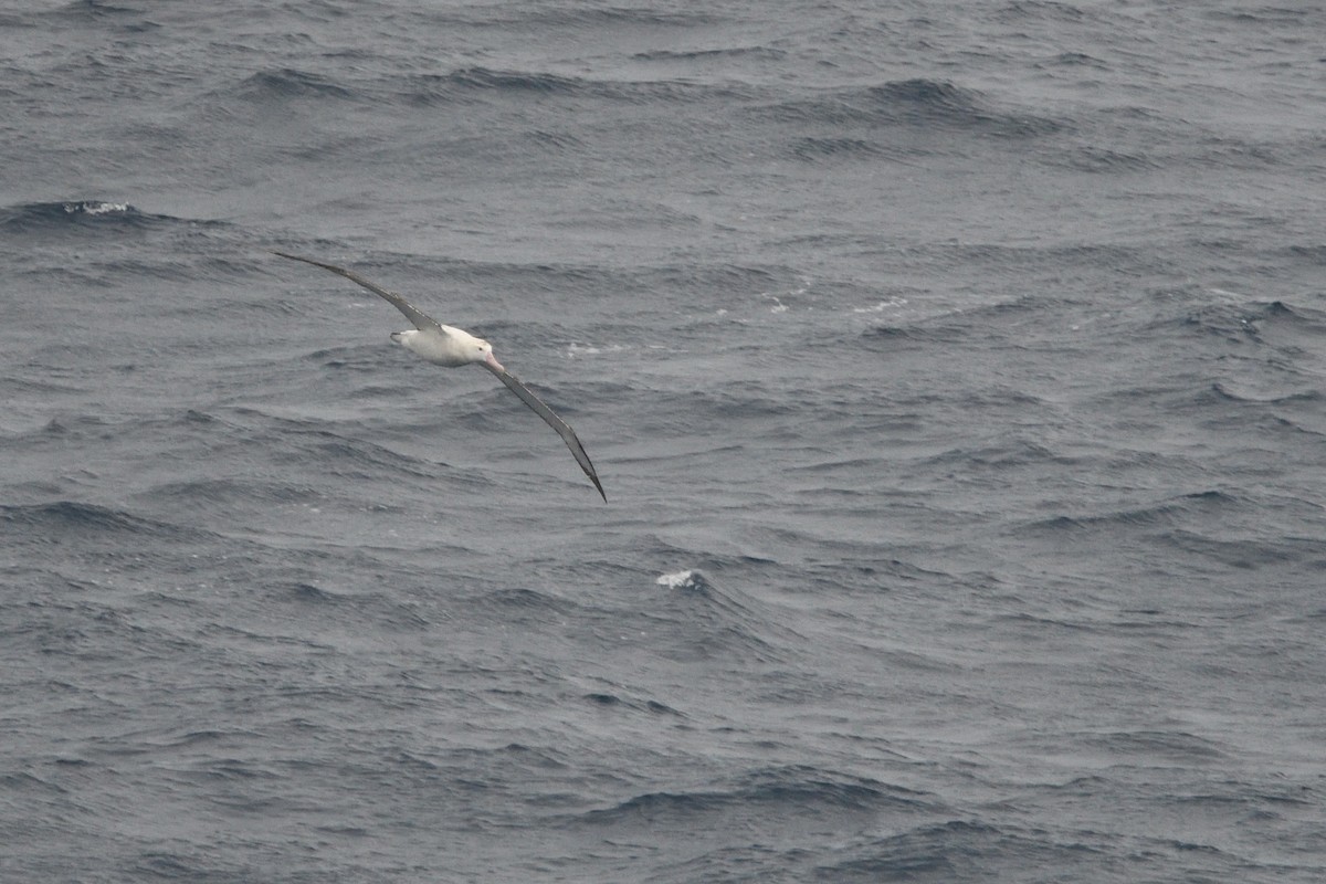 Snowy/Tristan/Antipodean Albatross - ML646180645