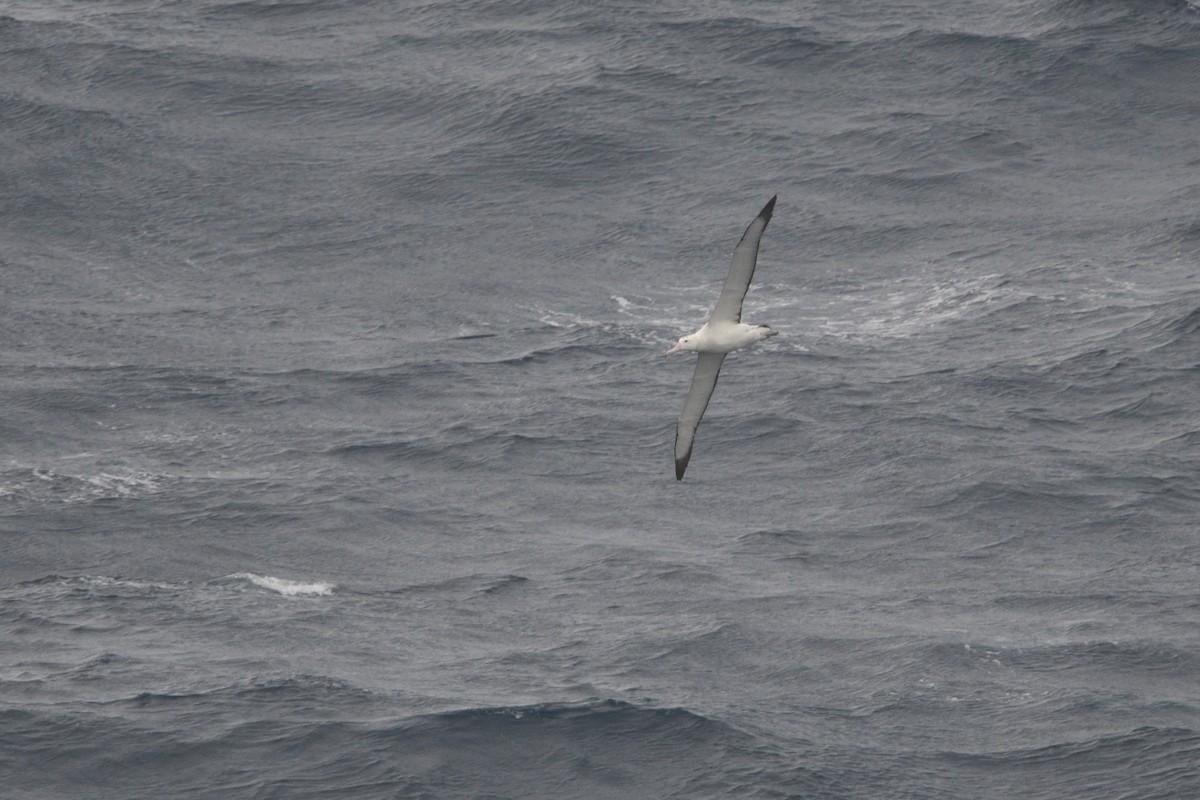 Snowy/Tristan/Antipodean Albatross - ML646180646