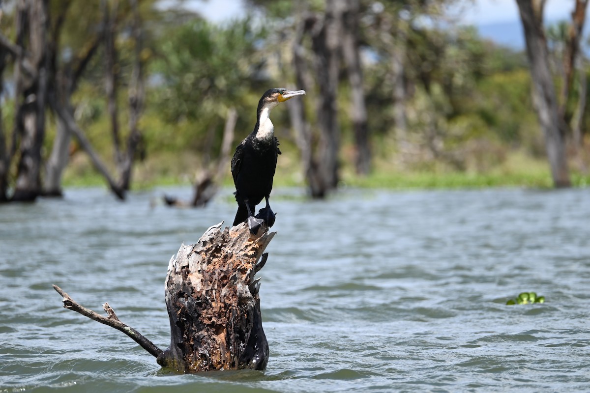 Great Cormorant (White-breasted) - ML646180647