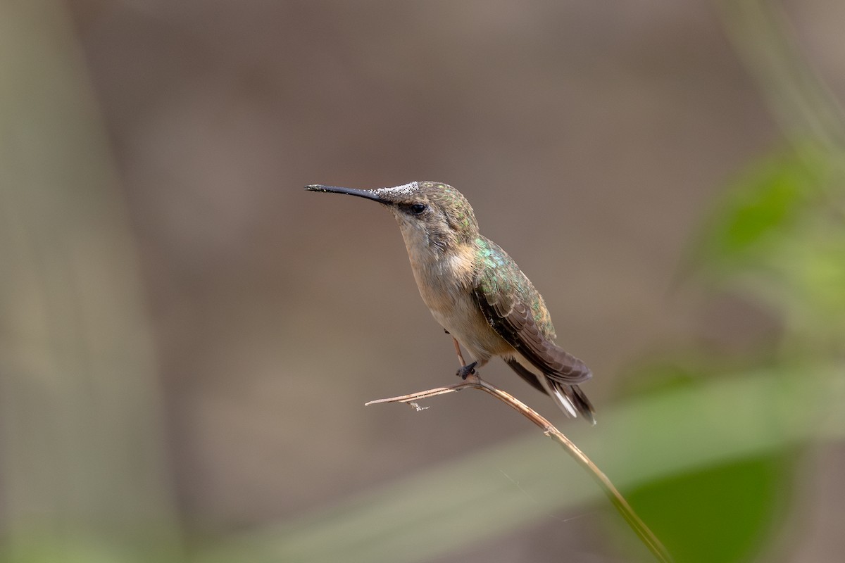 Purple-collared Woodstar - ML646180648