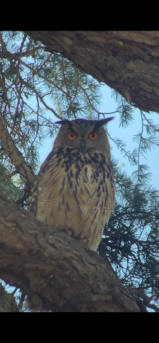 Eurasian Eagle-Owl - ML646180653