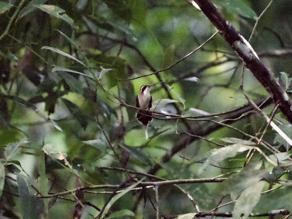 Pale-bellied Hermit - ML646180654
