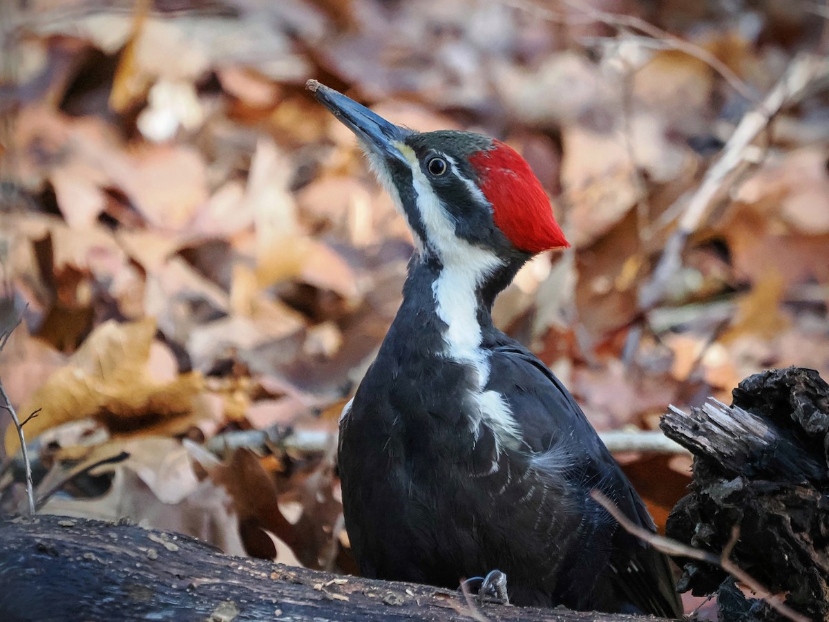 Pileated Woodpecker - ML646180655
