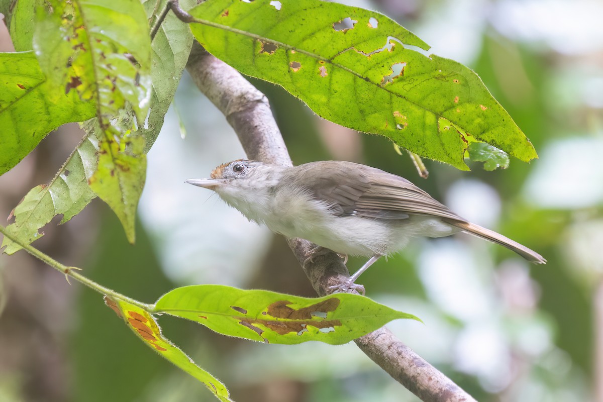 Scaly-crowned Babbler - ML646180656