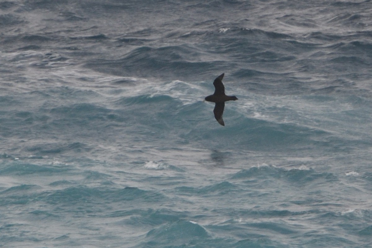 Beyaz Gıdılı Yelkovan - ML646180657