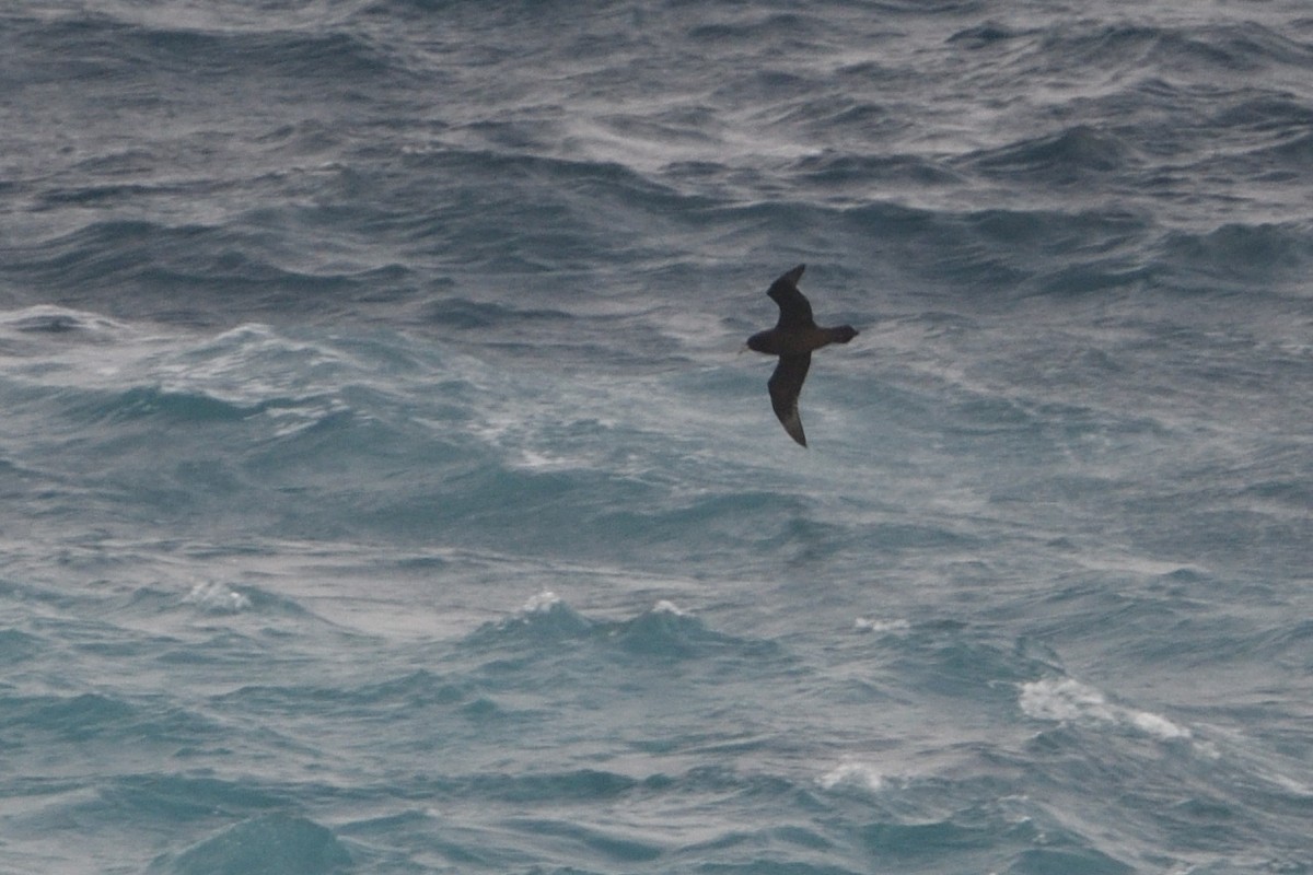 Beyaz Gıdılı Yelkovan - ML646180658