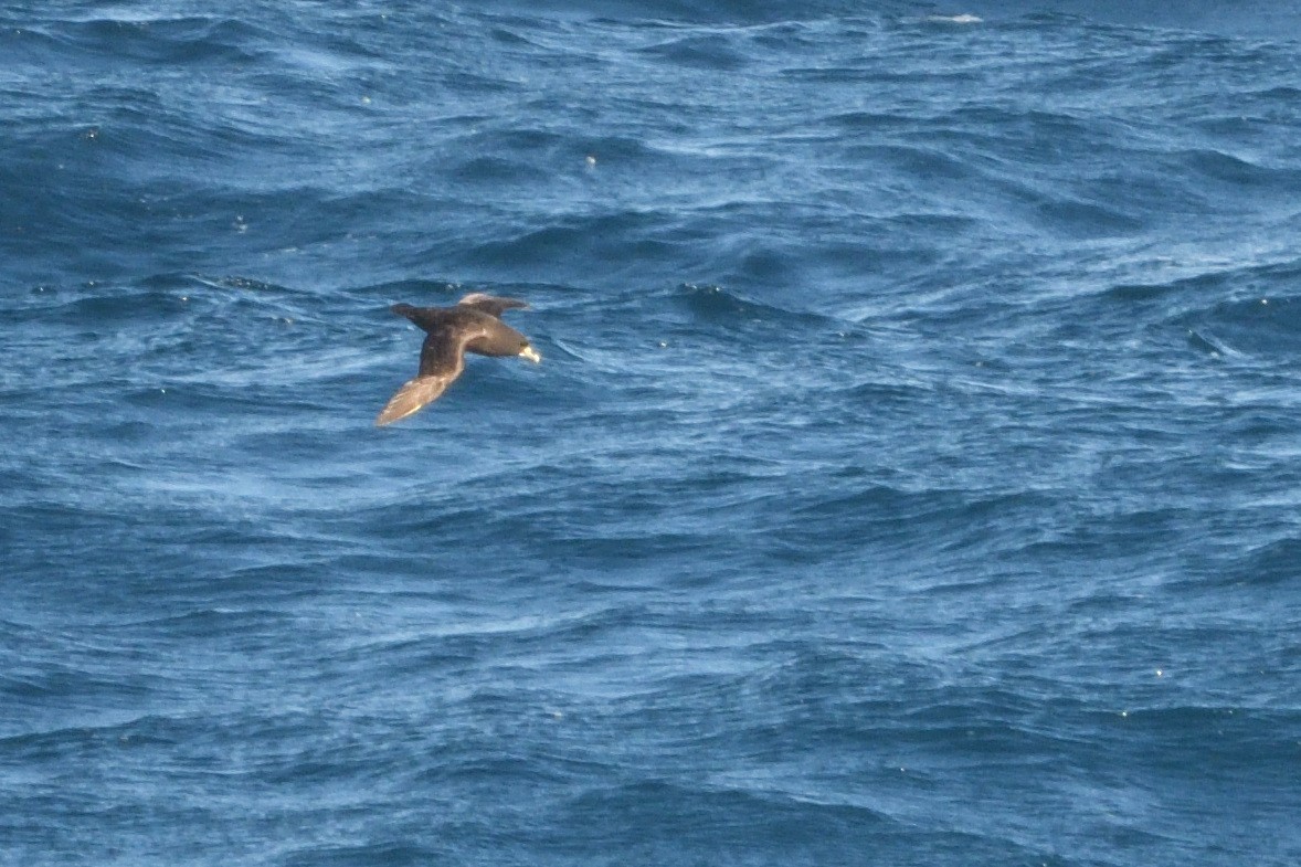 Beyaz Gıdılı Yelkovan - ML646180664