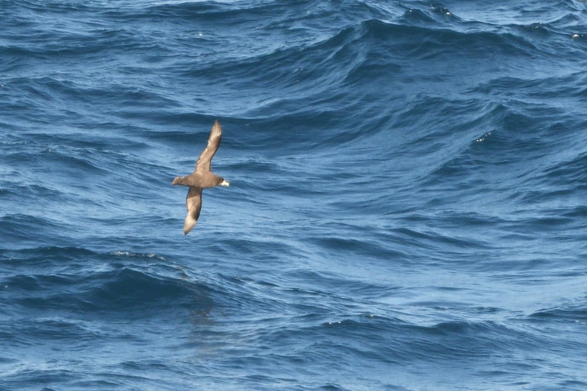 Beyaz Gıdılı Yelkovan - ML646180665