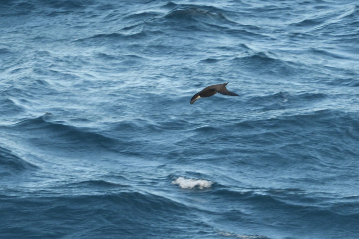 Beyaz Gıdılı Yelkovan - ML646180666