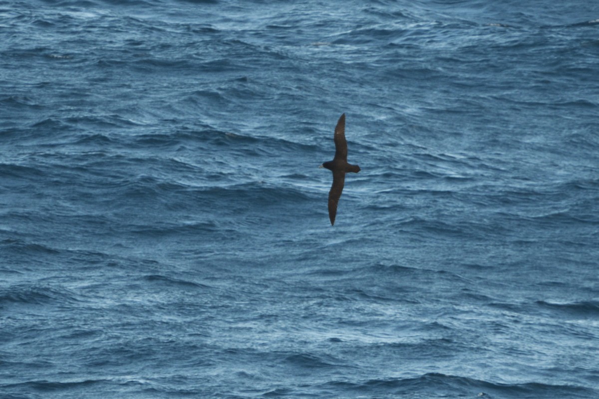 Beyaz Gıdılı Yelkovan - ML646180667