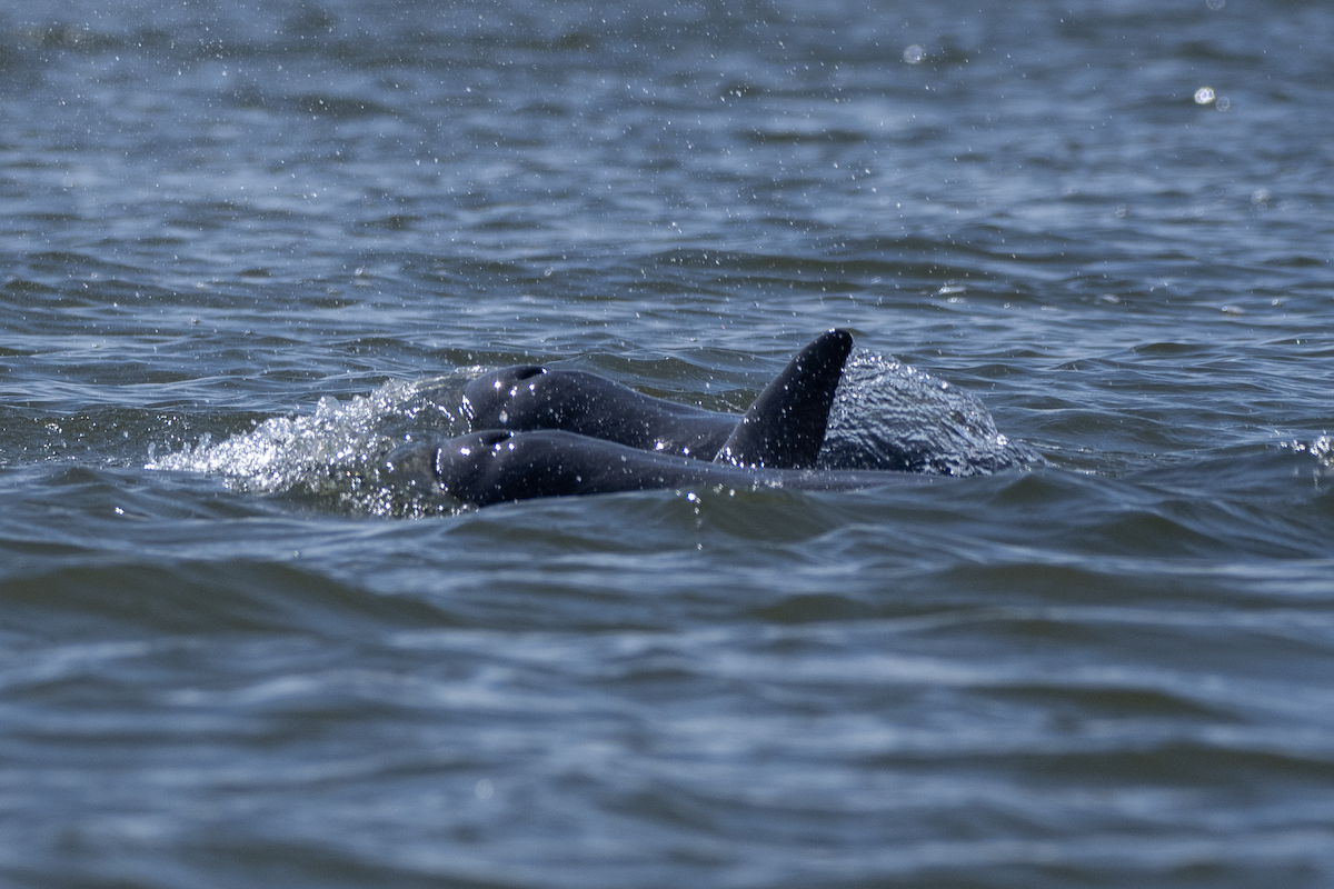 Irrawaddy Dolphin - ML646180668