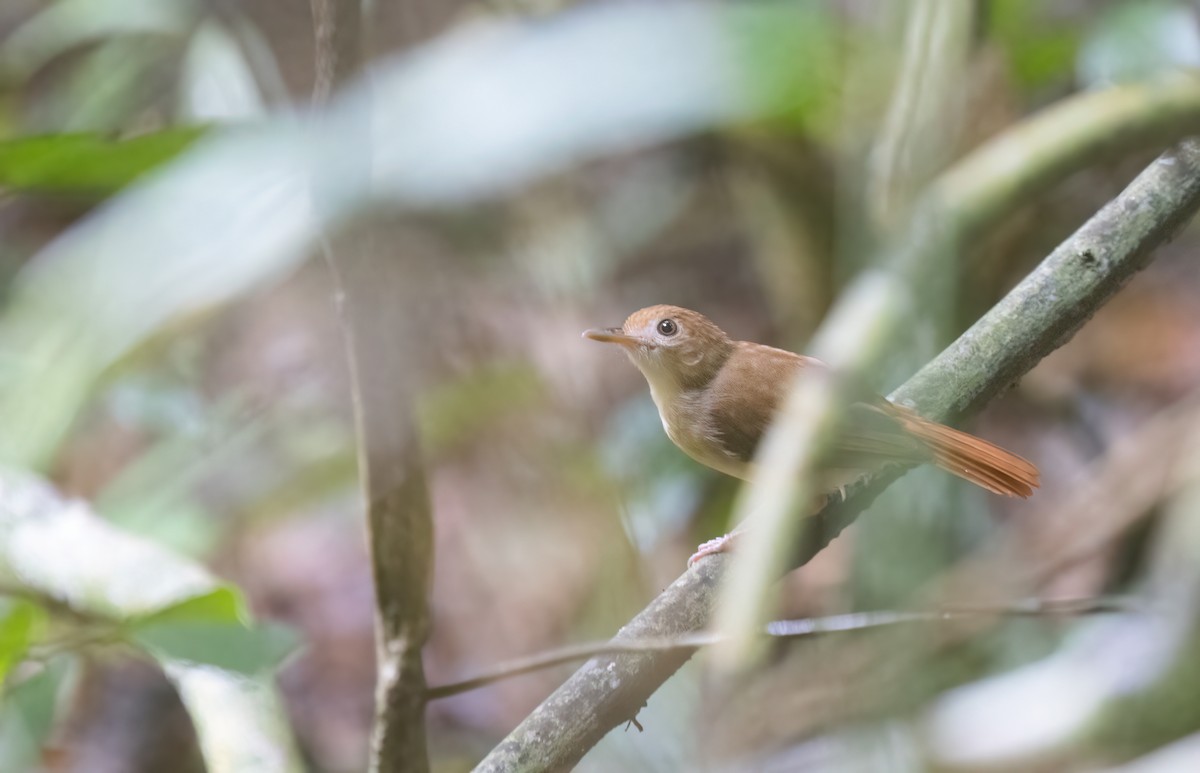 Ferruginous Babbler - ML646180669