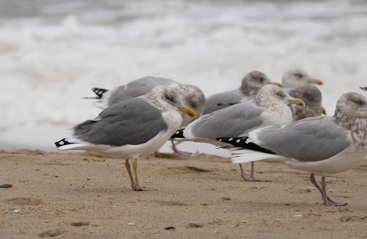 American Herring x Lesser Black-backed Gull (hybrid) - ML646180673