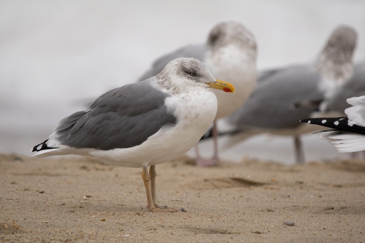 American Herring x Lesser Black-backed Gull (hybrid) - ML646180674
