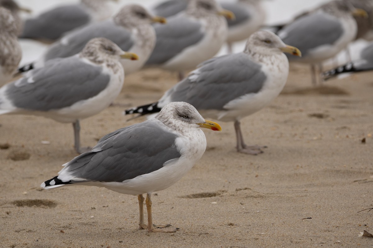 American Herring x Lesser Black-backed Gull (hybrid) - ML646180675