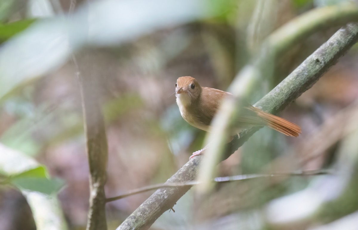 Ferruginous Babbler - ML646180676