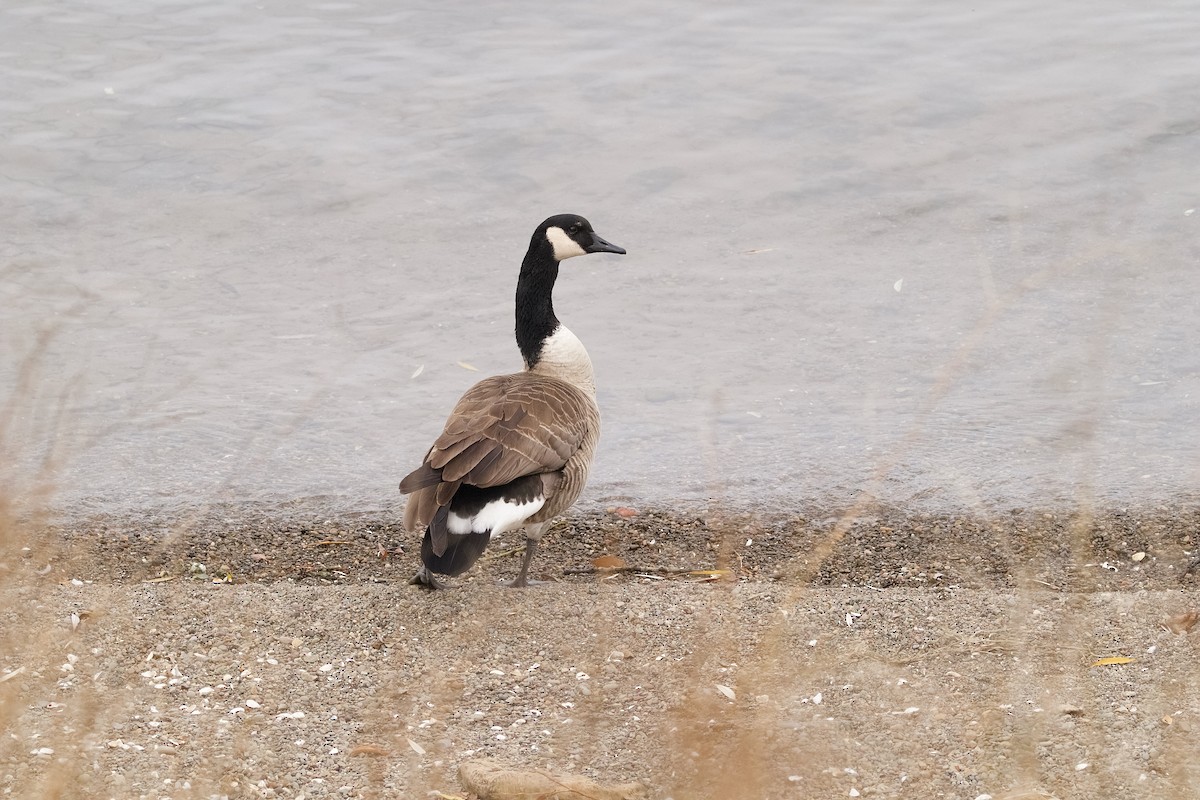 Canada Goose - ML646180684