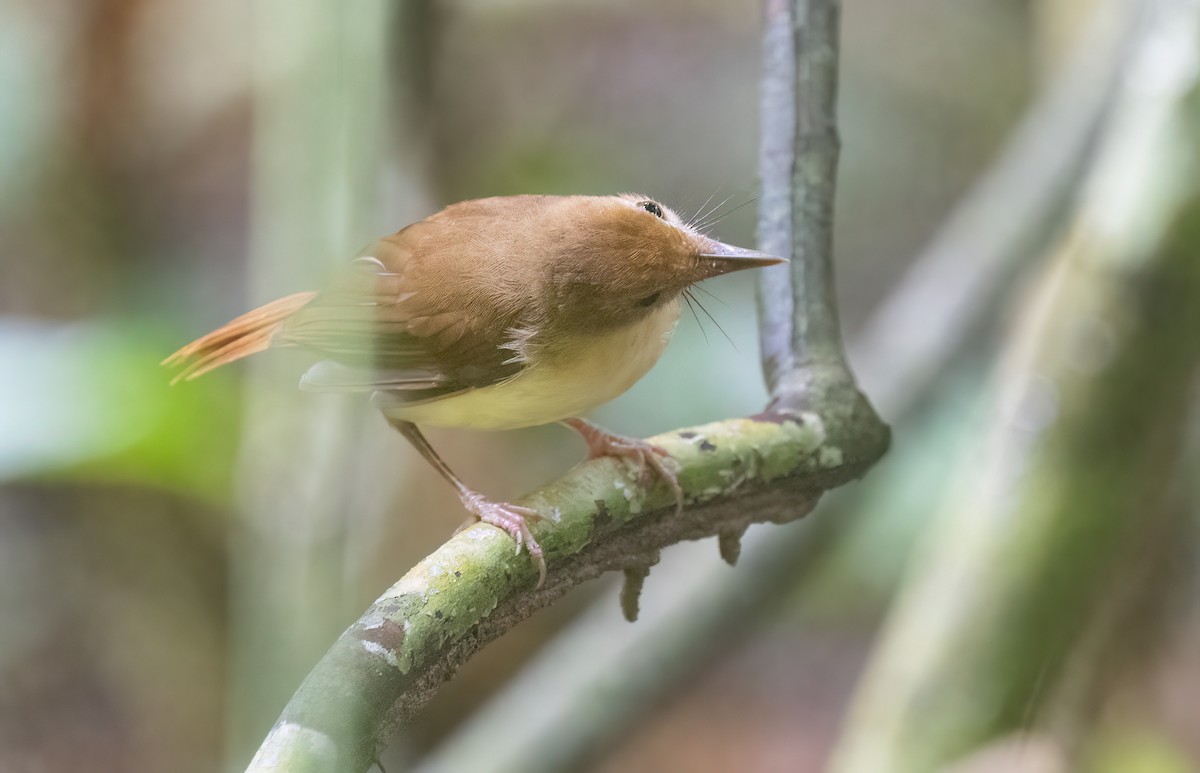 Ferruginous Babbler - ML646180685