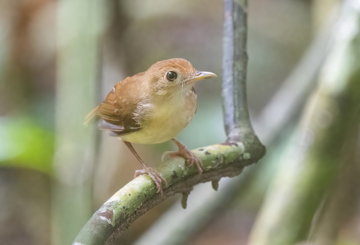 Ferruginous Babbler - ML646180687