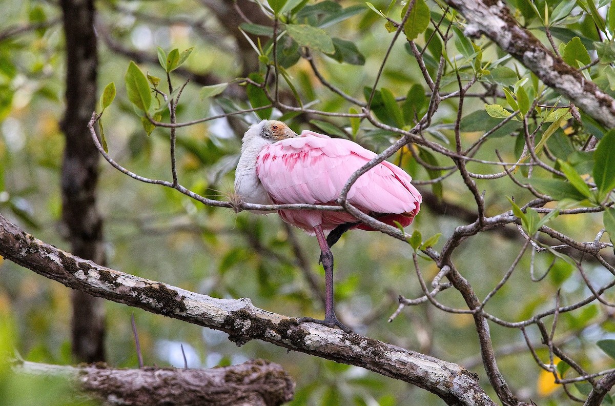 Roseate Spoonbill - ML646180689