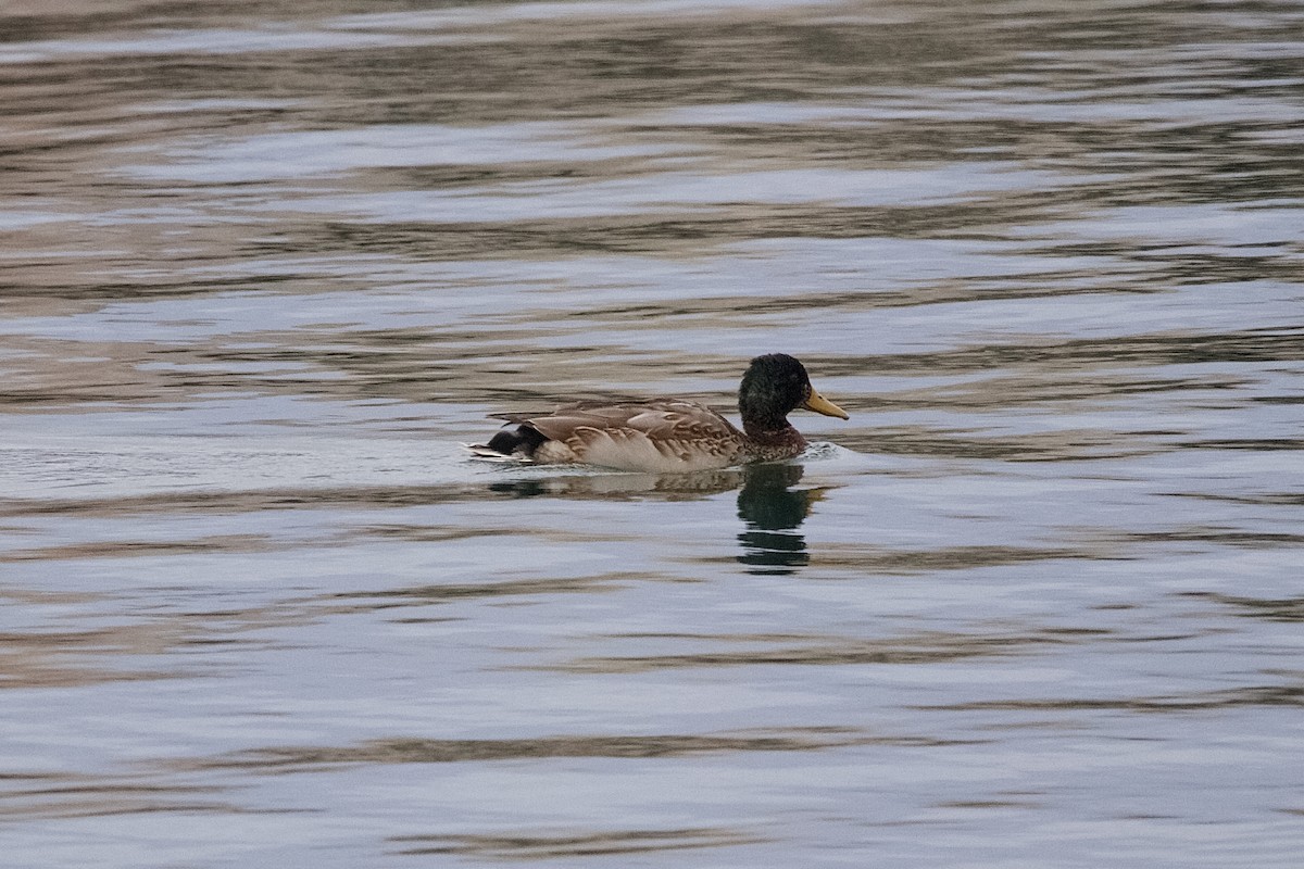 Mallard - ML646180706