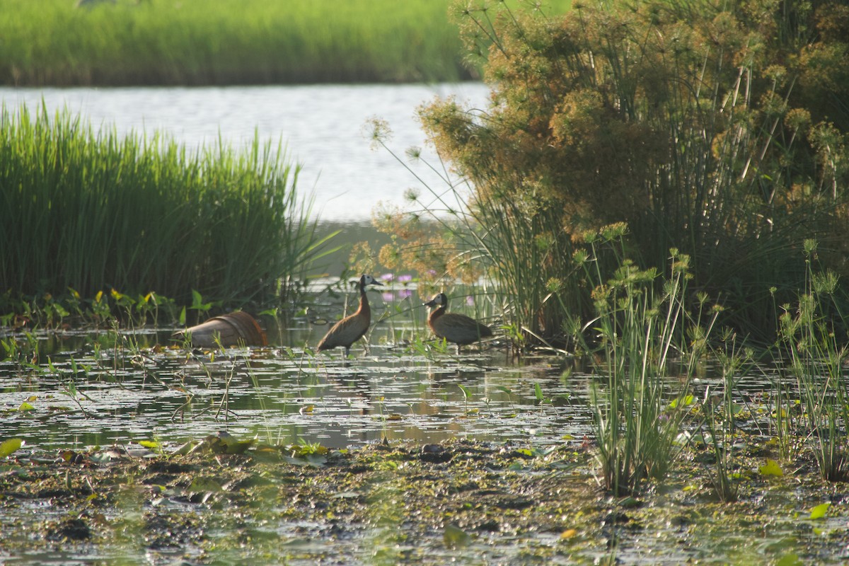White-faced Whistling-Duck - ML646180715