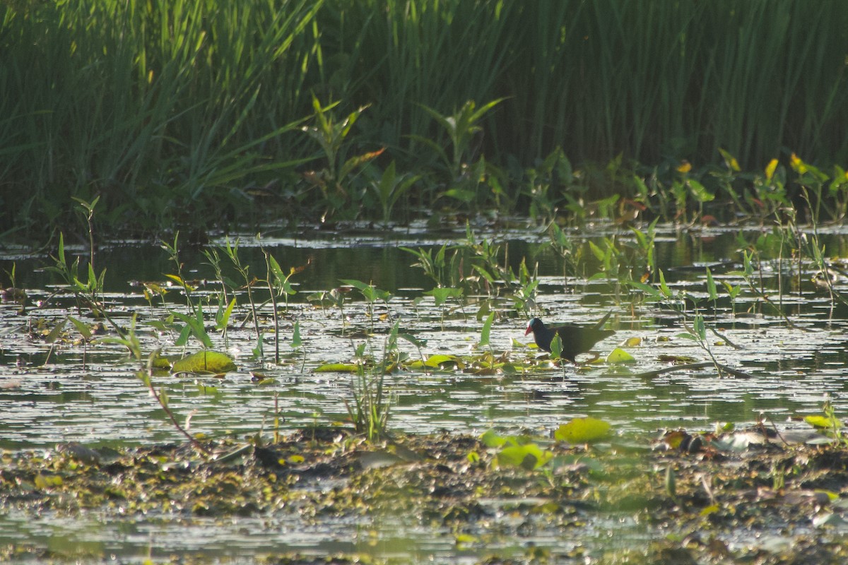 Allen's Gallinule - ML646180721