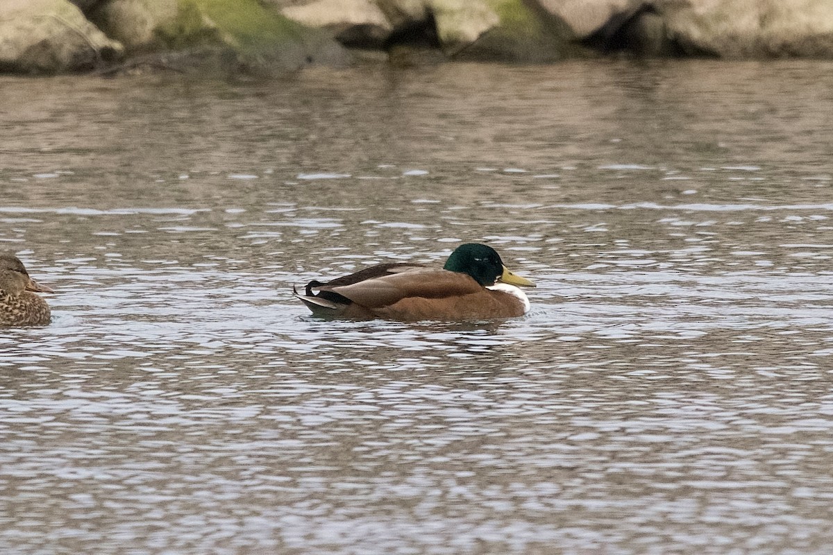 Mallard (Domestic type) - ML646180722
