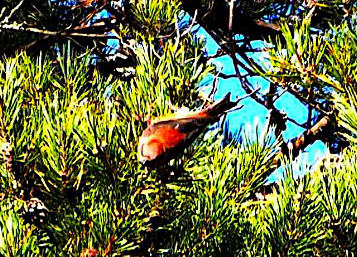 Parrot Crossbill - ML646180725
