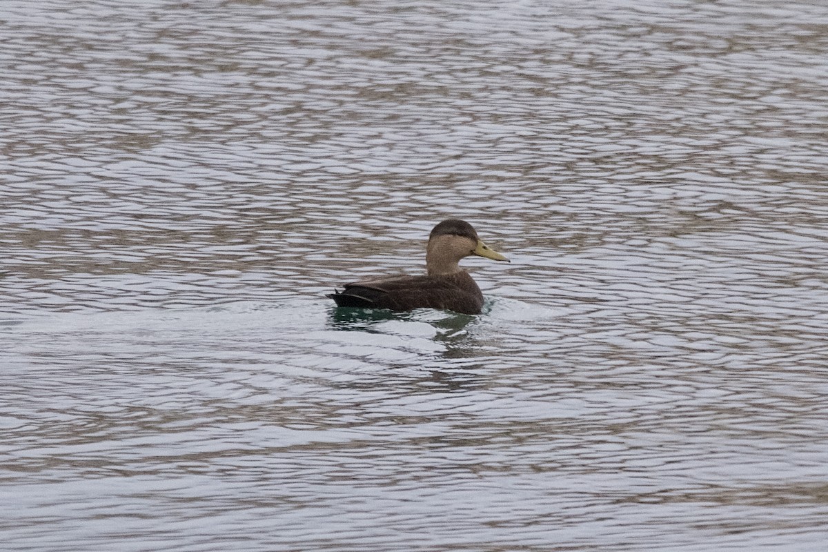 American Black Duck - ML646180744